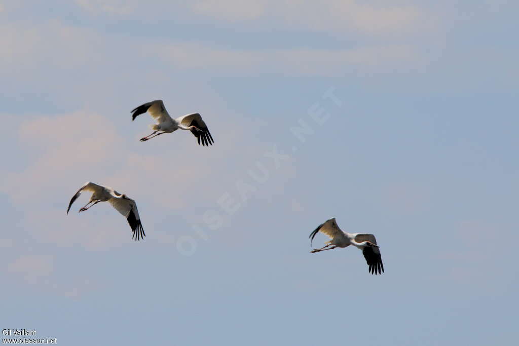 Siberian Craneadult, Flight