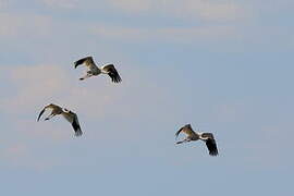 Siberian Crane