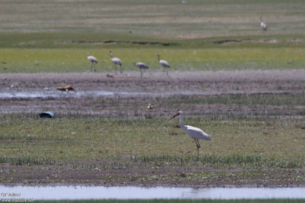 Siberian Craneadult, identification