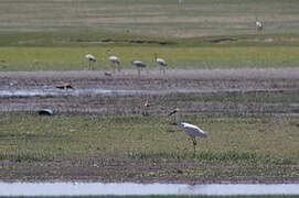 Siberian Crane