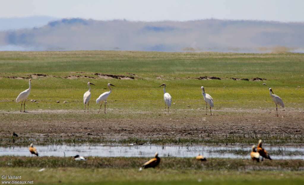 Siberian Craneadult, habitat