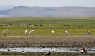 Siberian Crane