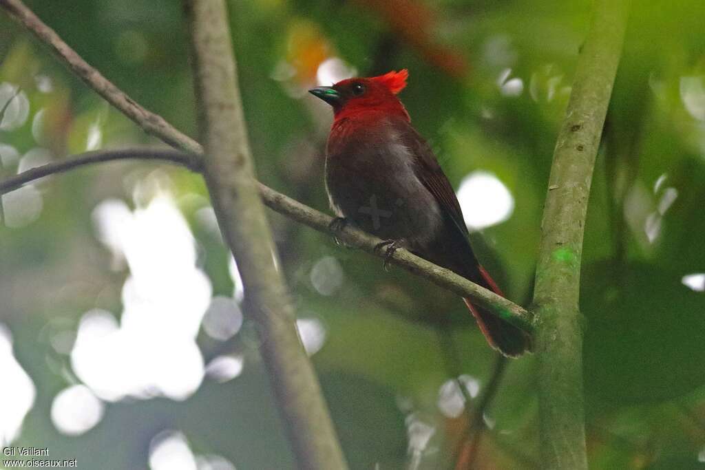 Crested Ant Tanager adult, habitat, pigmentation