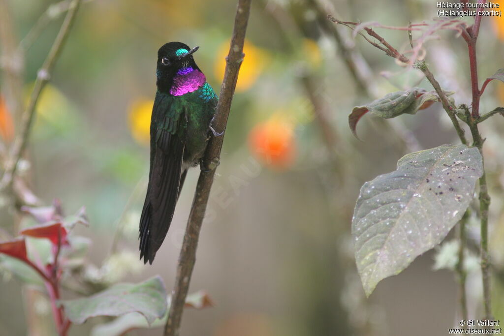 Tourmaline Sunangel