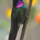 Héliange tourmaline