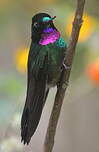 Héliange tourmaline