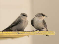 Pale Crag Martin