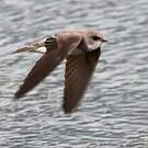 Hirondelle pâle