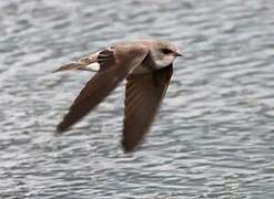 Pale Martin