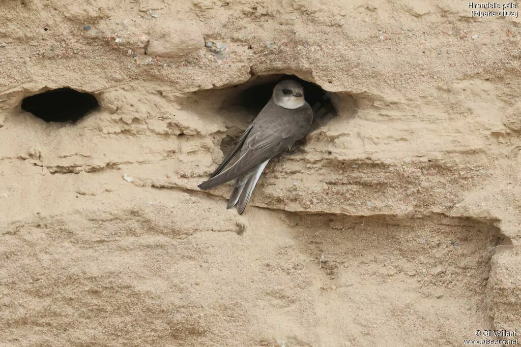 Pale Martin