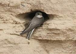 Pale Martin