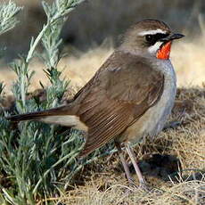 Calliope sibérienne