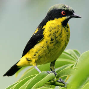 Dacnis à ventre jaune