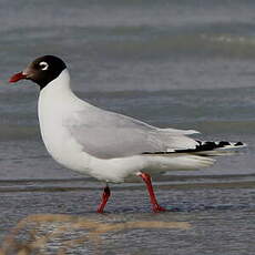 Mouette relique