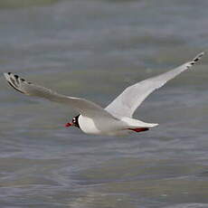 Mouette relique