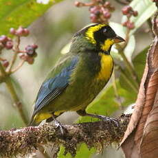 Tangara à boucles d'or