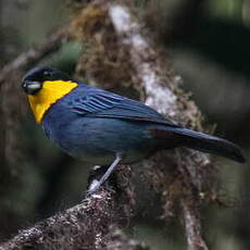 Tangara à cape bleue