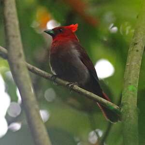 Tangara à crête rouge Habia cristata