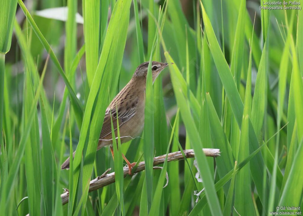 Pallas's Grasshopper Warbler