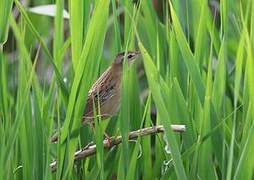 Pallas's Grasshopper Warbler