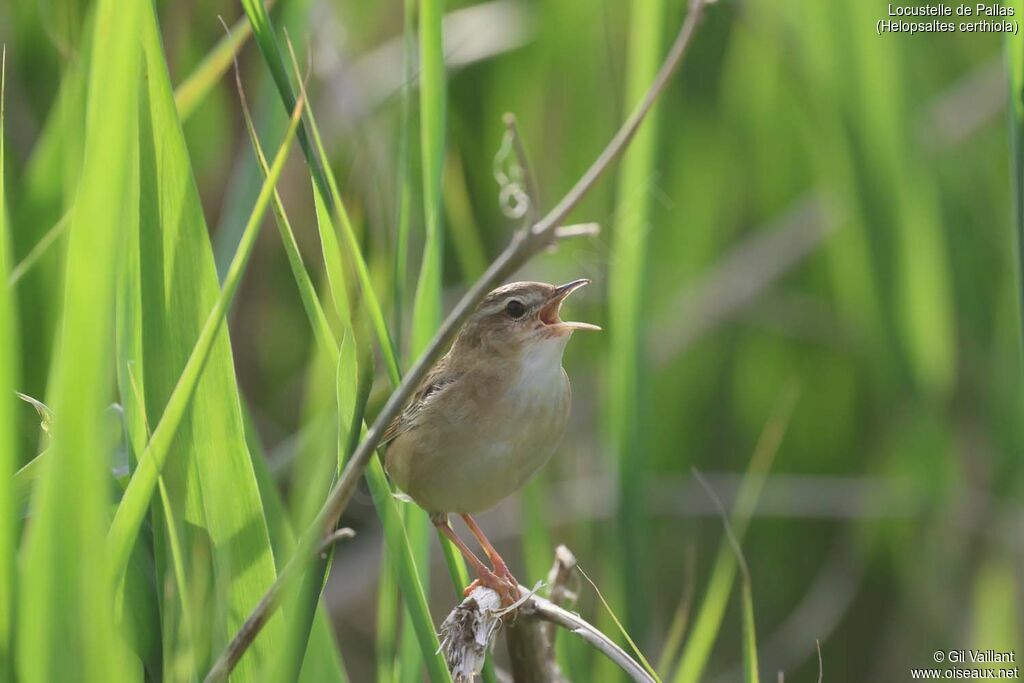 Pallas's Grasshopper Warbler