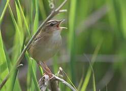 Pallas's Grasshopper Warbler