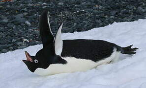 Adelie Penguin