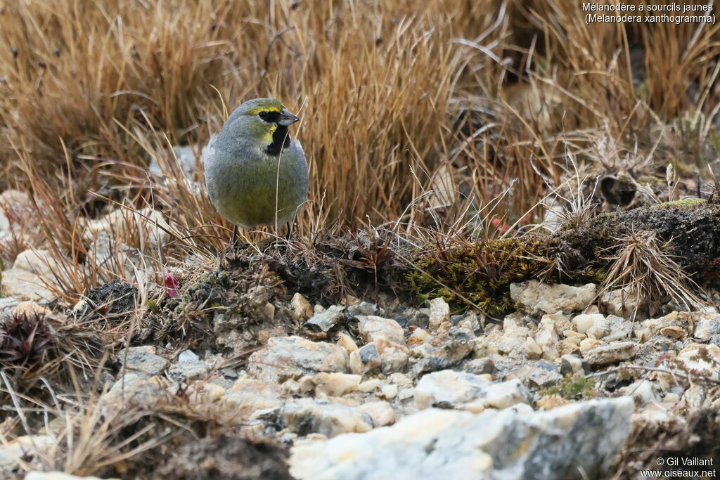 Yellow-bridled Finch