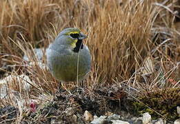 Yellow-bridled Finch