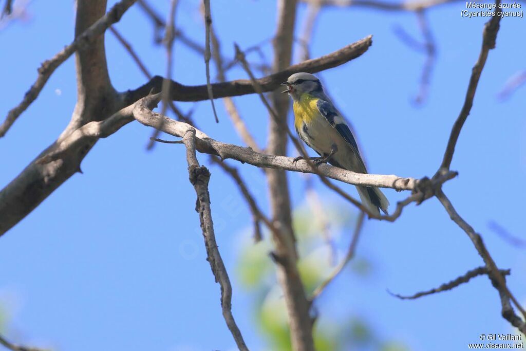 Azure Tit