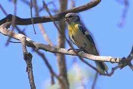 Azure Tit