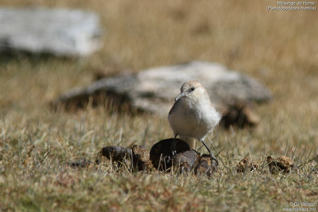 Ground Tit