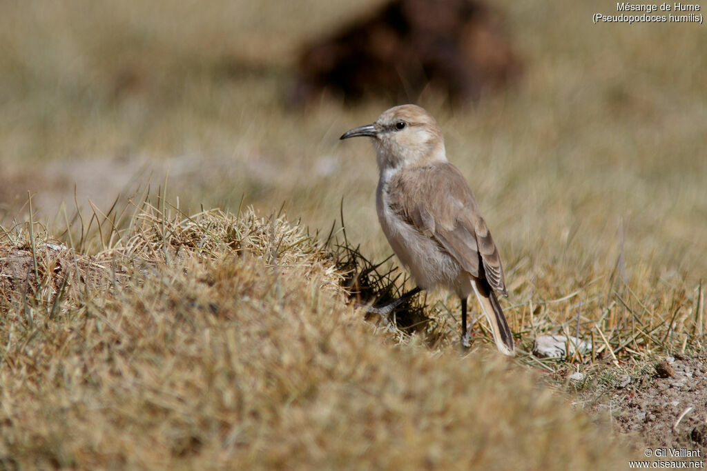 Ground Tit