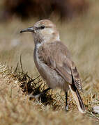 Ground Tit