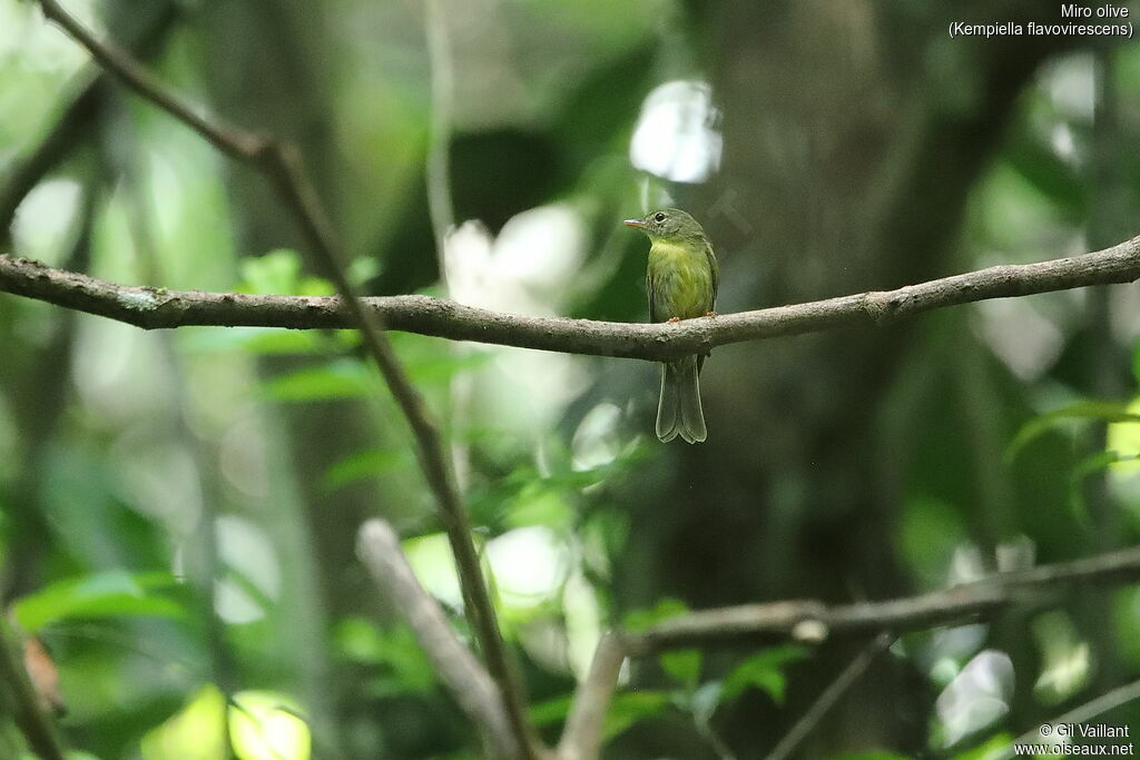 Olive Flyrobin