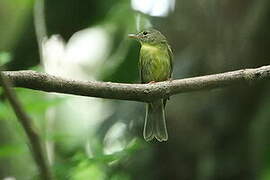 Olive Flyrobin