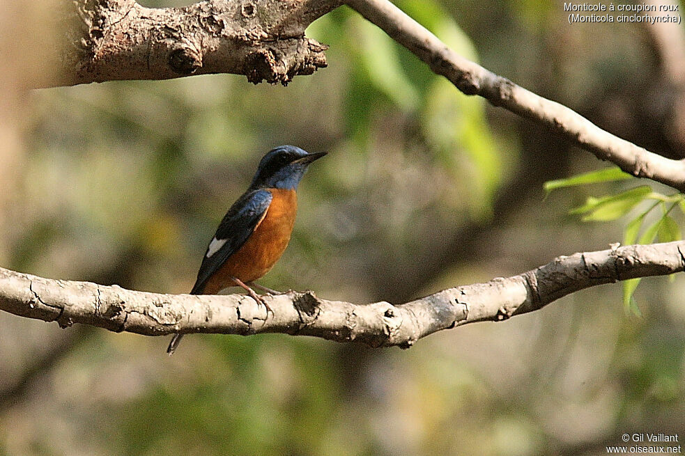 Blue-capped Rock Thrush