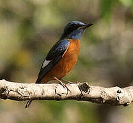 Blue-capped Rock Thrush