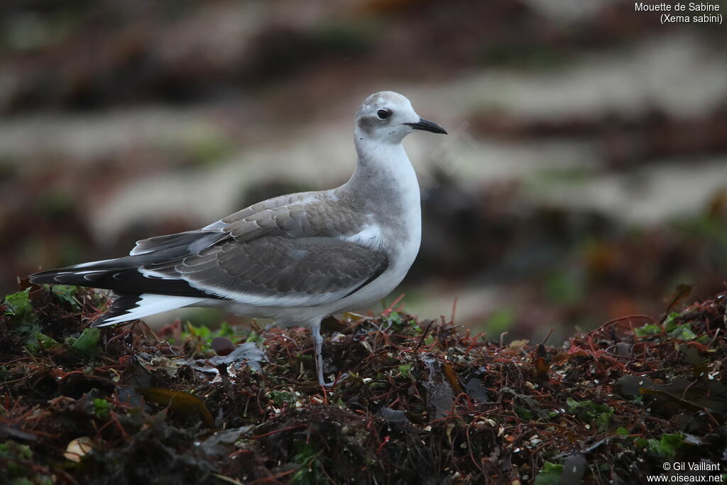 Mouette de Sabinejuvénile