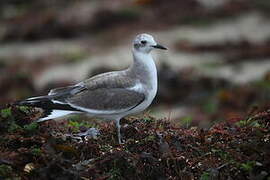 Sabine's Gull