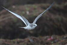 Mouette de Sabine