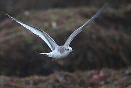 Mouette de Sabine