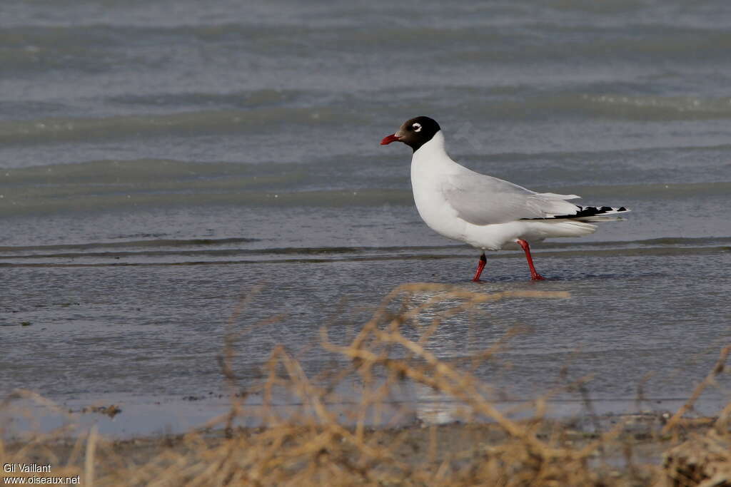 Relict Gulladult breeding, identification