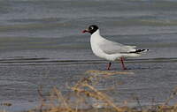 Mouette relique