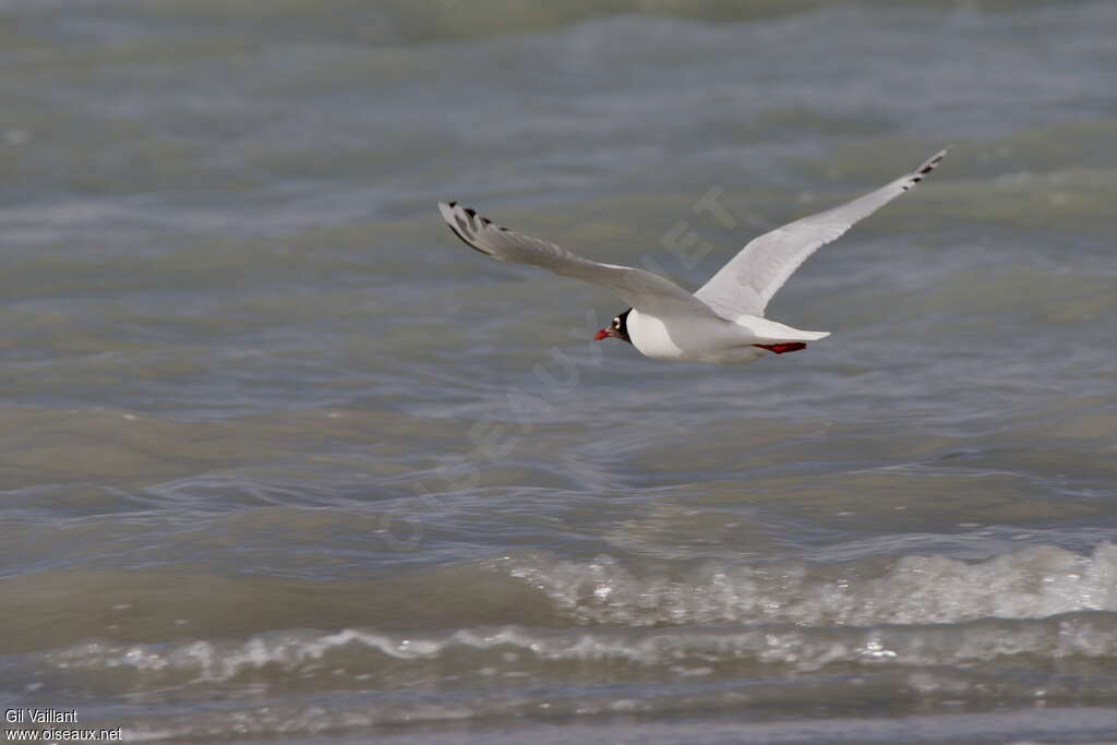 Mouette reliqueadulte, pigmentation, Vol