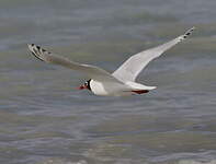 Mouette relique