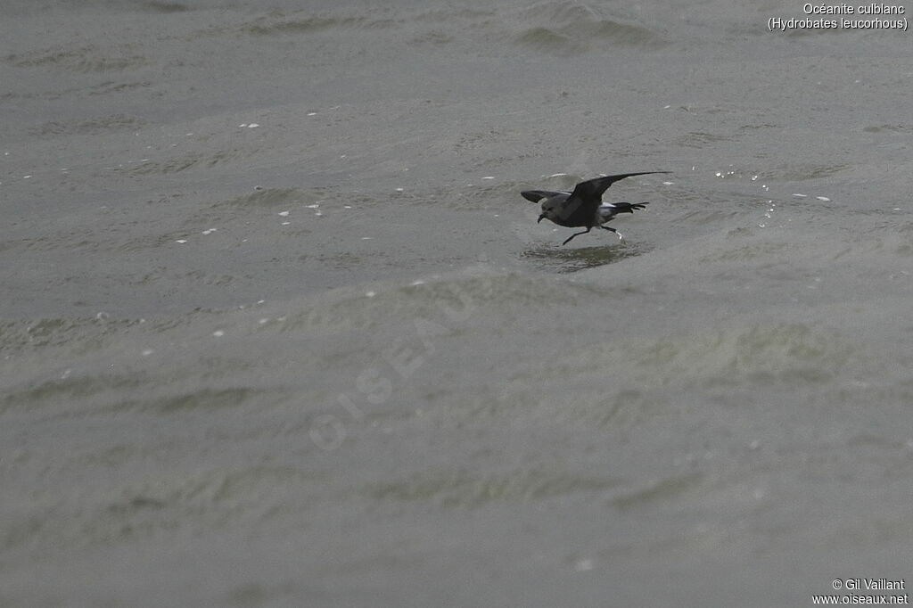 Leach's Storm Petrel