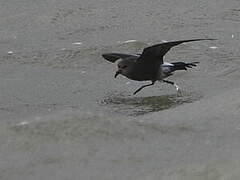 Leach's Storm Petrel