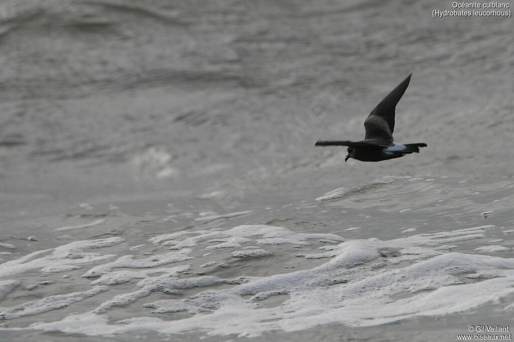 Leach's Storm Petrel