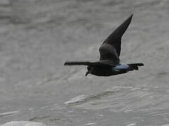 Leach's Storm Petrel